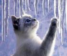 Buz ile oynayan yavru kedi